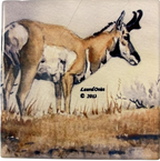 Antelope Ceramic Coasters