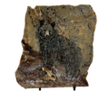 Original Black Bear Rock Art